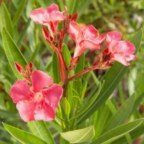 ZAKKUM ÇİÇEĞİ 20 ADET - Nerium Oleander Dış Mekan Çiçeği