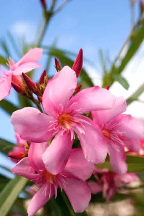 ZAKKUM ÇİÇEĞİ 3 ADET - Nerium Oleander Dış Mekan Çiçeği