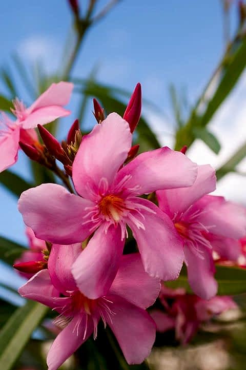 ZAKKUM ÇİÇEĞİ 5 ADET - Nerium Oleander Dış Mekan Çiçeği