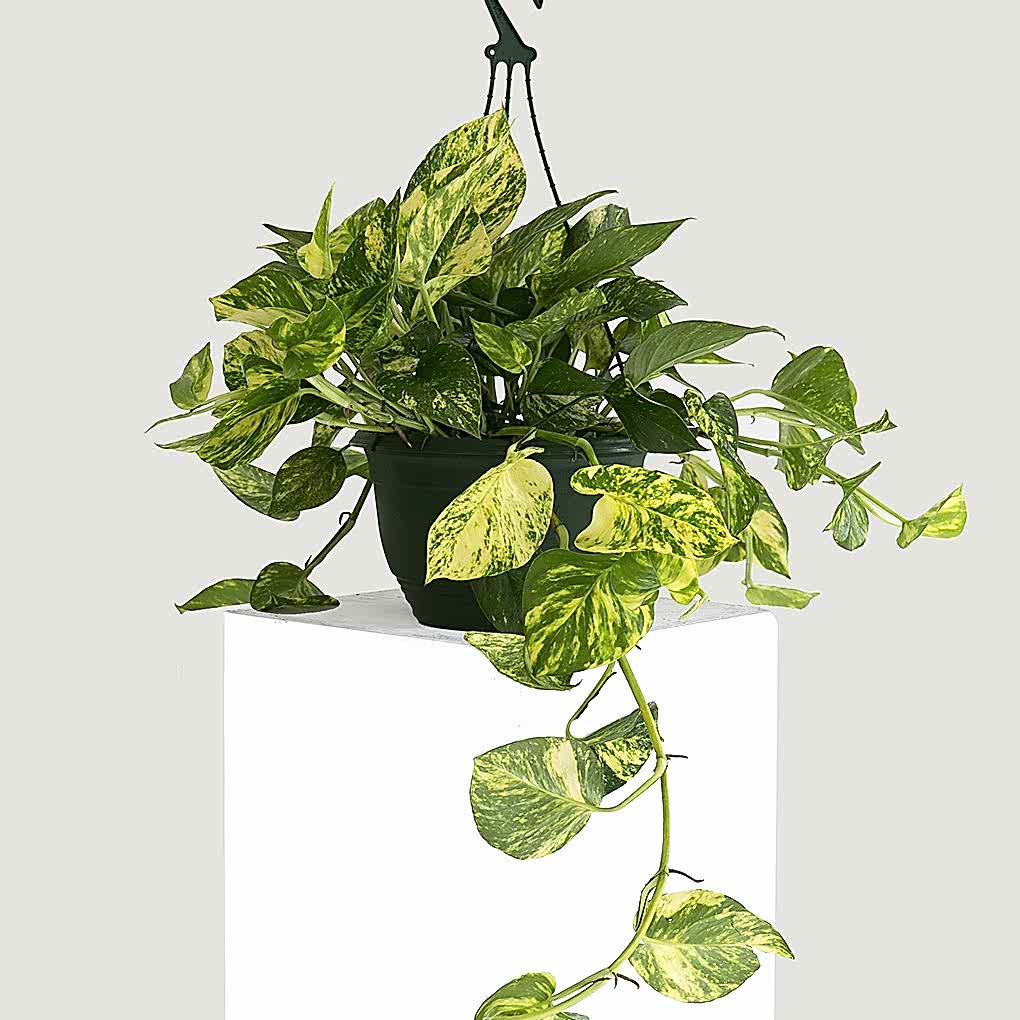SALON SARMAŞIĞI POTHOS - HEDİYELİK EV OFİS BİTKİSİ