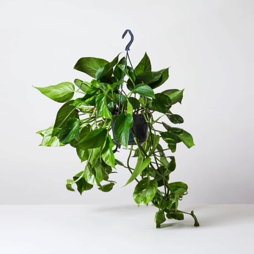 SALON SARMAŞIĞI POTHOS - HEDİYELİK EV OFİS BİTKİSİ