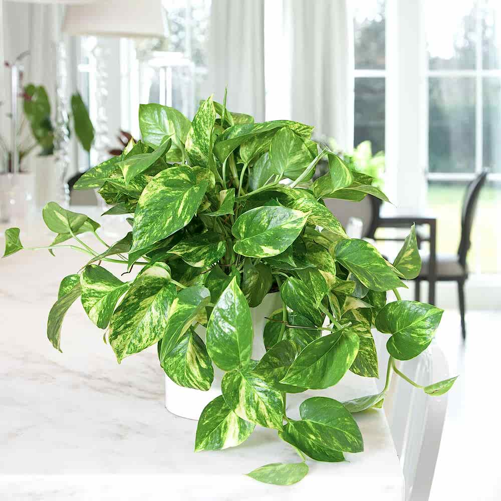 SALON SARMAŞIĞI POTHOS - HEDİYELİK EV OFİS BİTKİSİ