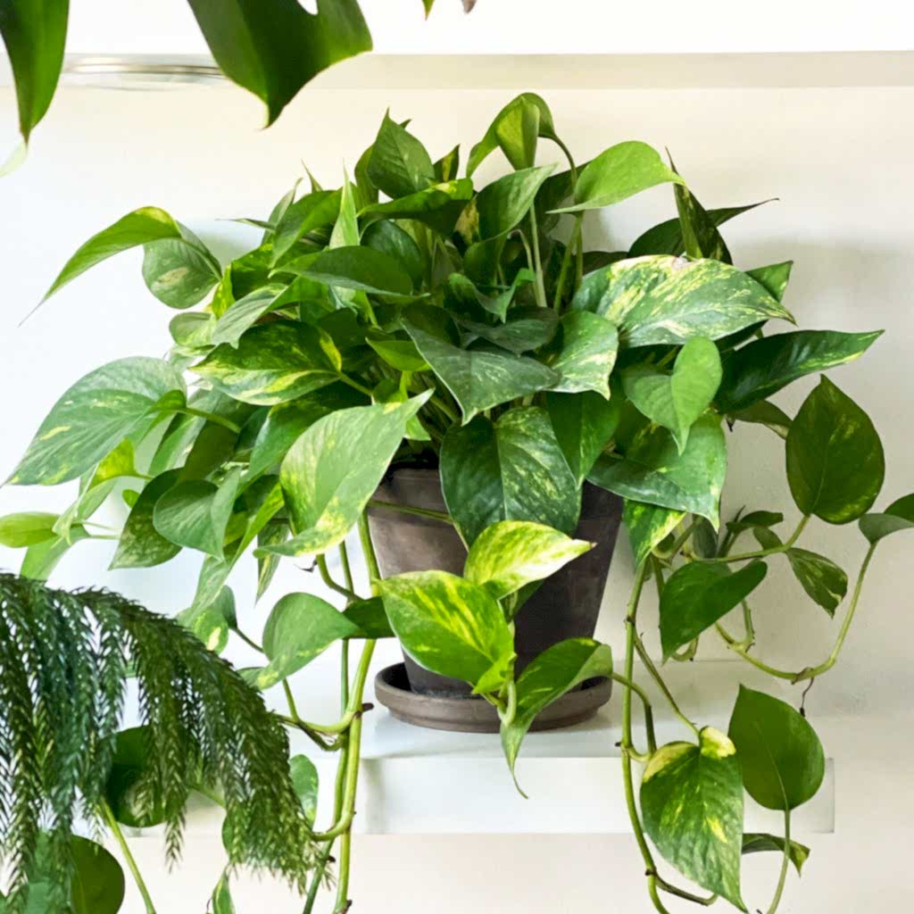 SALON SARMAŞIĞI POTHOS - HEDİYELİK EV OFİS BİTKİSİ