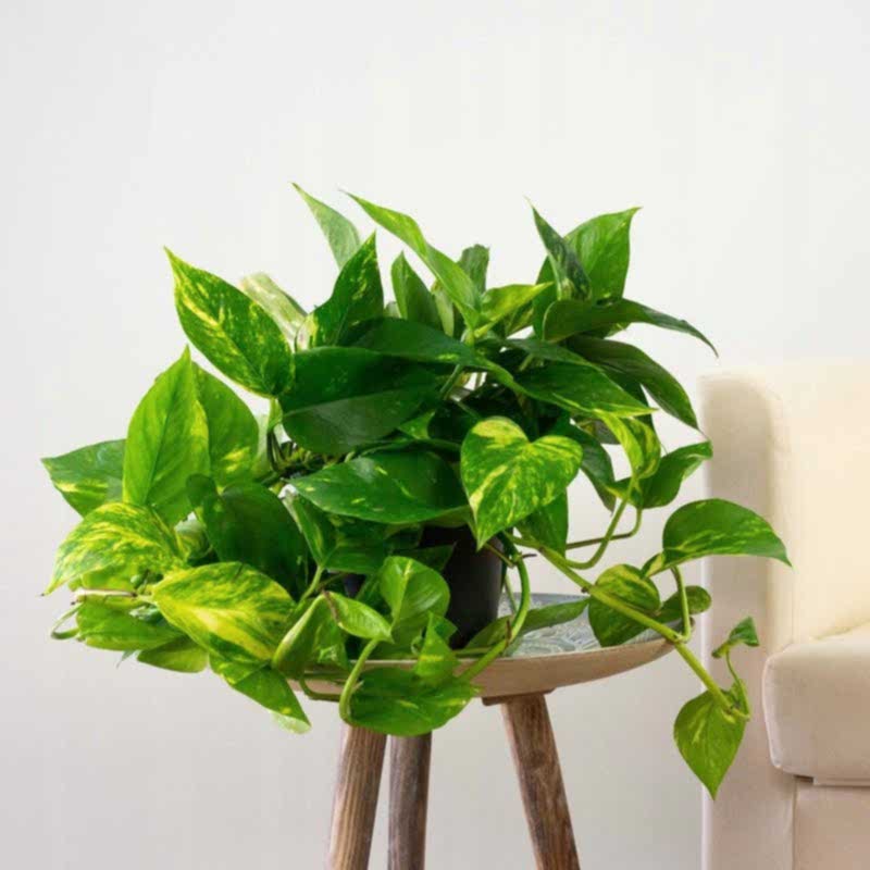 SALON SARMAŞIĞI POTHOS - HEDİYELİK EV OFİS BİTKİSİ