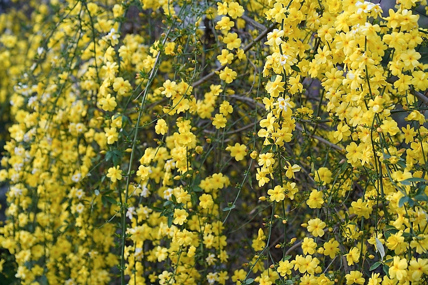 SARI YASEMİN FİDANI - ÇİÇEKLİ SARILICI BİTKİ (Jasminum Nudiflorum)