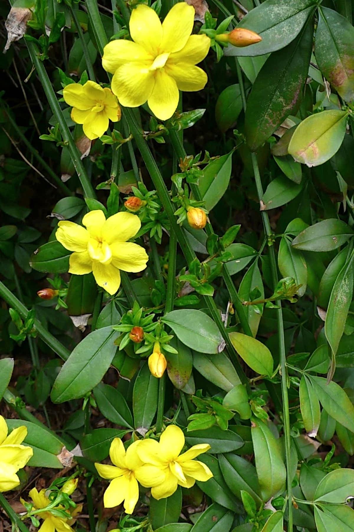 SARI YASEMİN FİDANI - ÇİÇEKLİ SARILICI BİTKİ (Jasminum Nudiflorum)