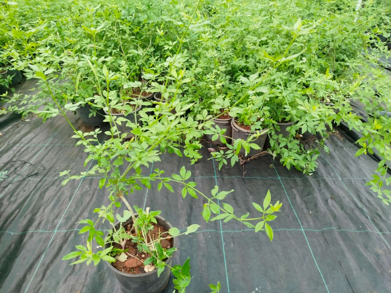 SARI YASEMİN FİDANI - ÇİÇEKLİ SARILICI BİTKİ (Jasminum Nudiflorum)