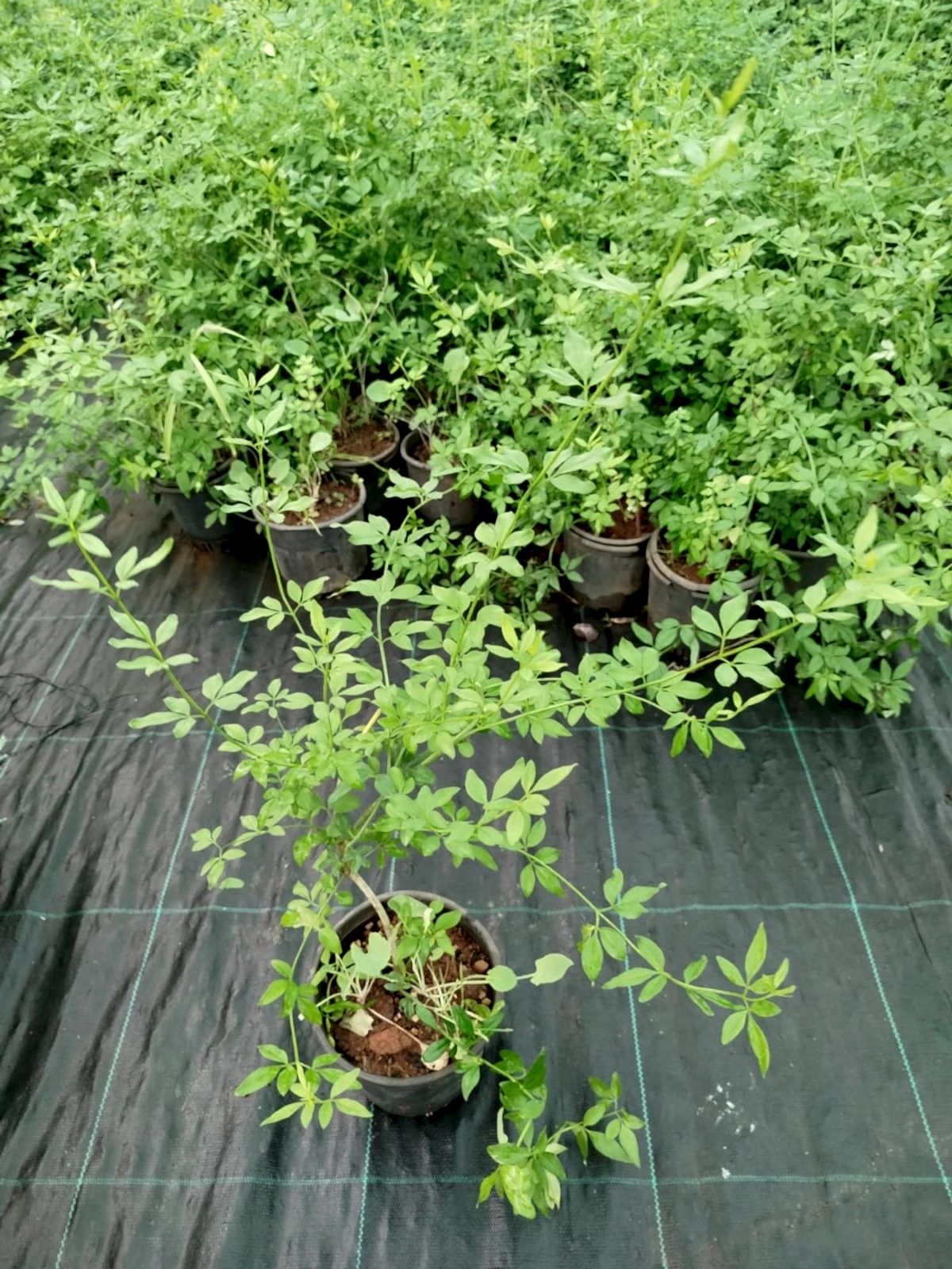 SARI YASEMİN FİDANI - ÇİÇEKLİ SARILICI BİTKİ (Jasminum Nudiflorum)