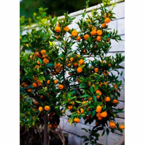 SATSUMA MANDALİNA FİDANI - 3 YAŞ TÜPLÜ FİDAN