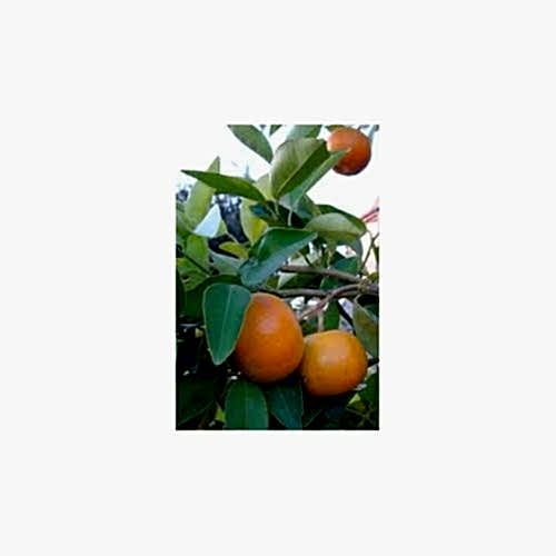 SATSUMA MANDALİNA FİDANI - 3 YAŞ TÜPLÜ FİDAN