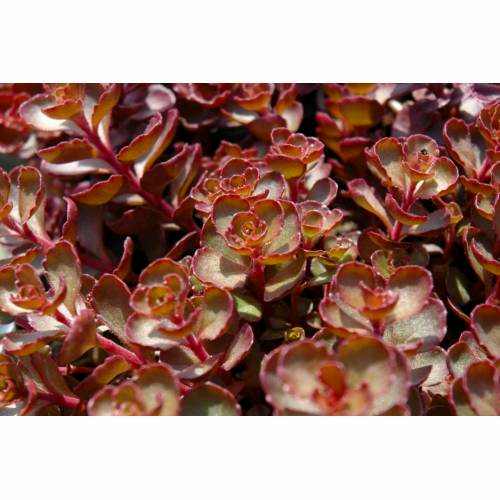 SEDUM VODOO 45 ADET - KIRMIZI YER ÖRTÜCÜ, SUKULENT TERARYUM BİTKİ