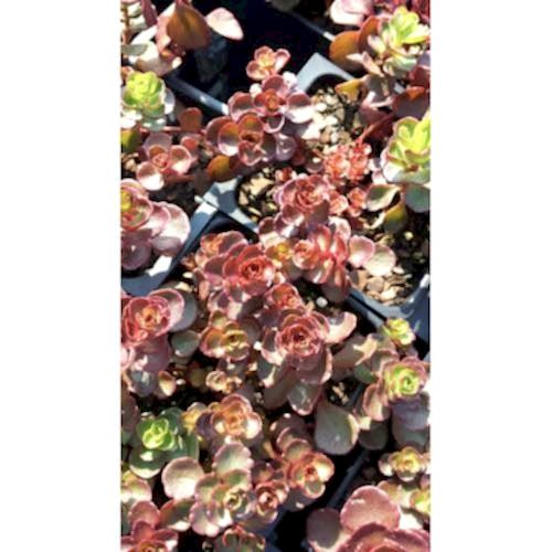 SEDUM VODOO 45 ADET - KIRMIZI YER ÖRTÜCÜ, SUKULENT TERARYUM BİTKİ