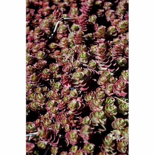 SEDUM VODOO 45 ADET - KIRMIZI YER ÖRTÜCÜ, SUKULENT TERARYUM BİTKİ