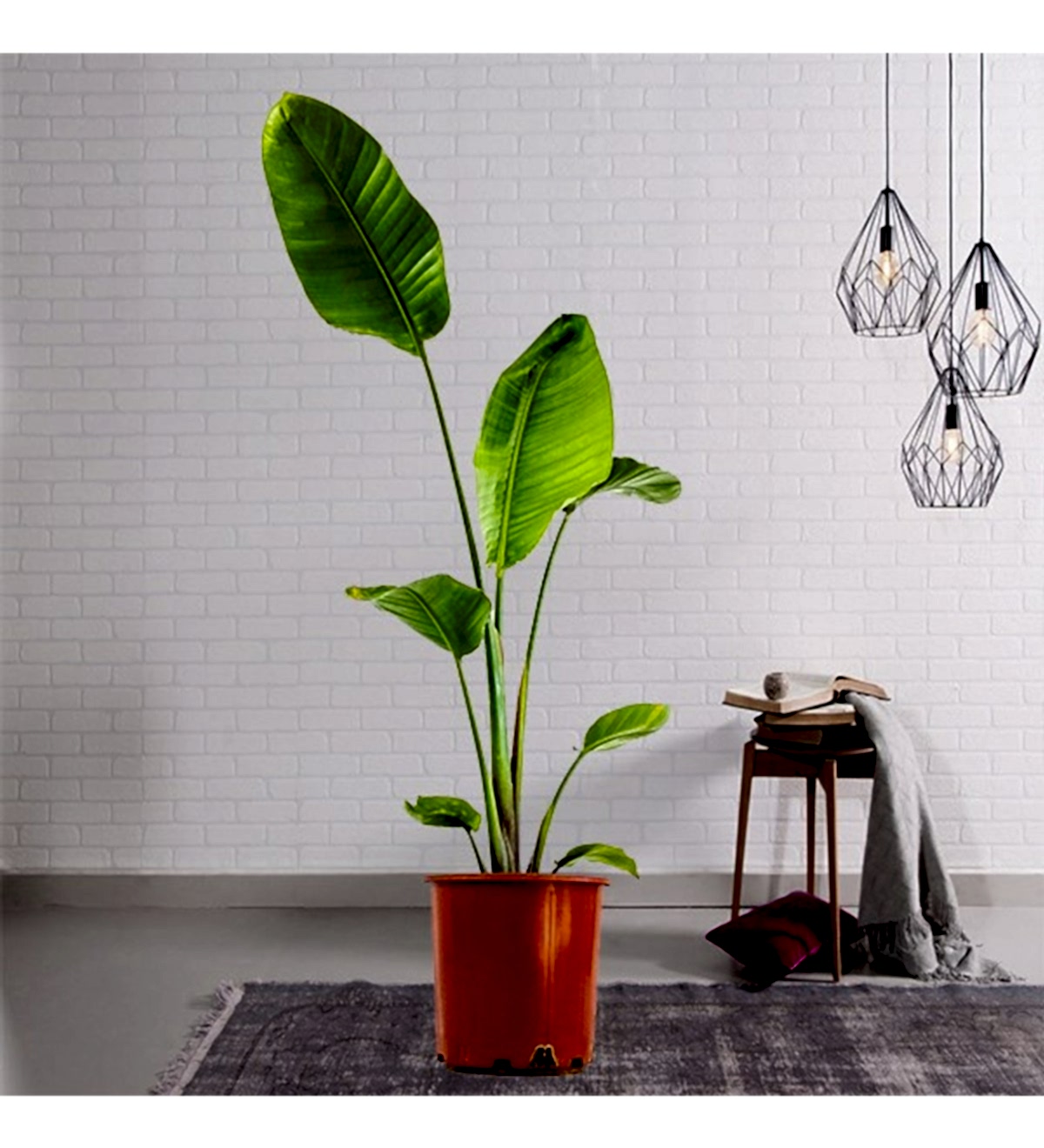 STARLİÇE CENNET KUŞU - EV, OFİS , SALON BİTKİSİ