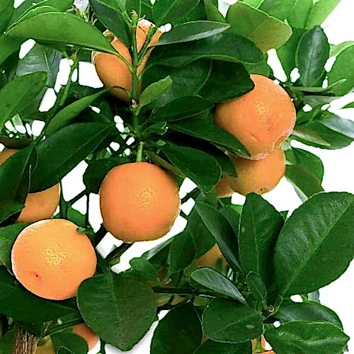 ÜÇLÜ NARENCİYE SETİ - LİMON PORTAKAL MANDALİNA FİDANI
