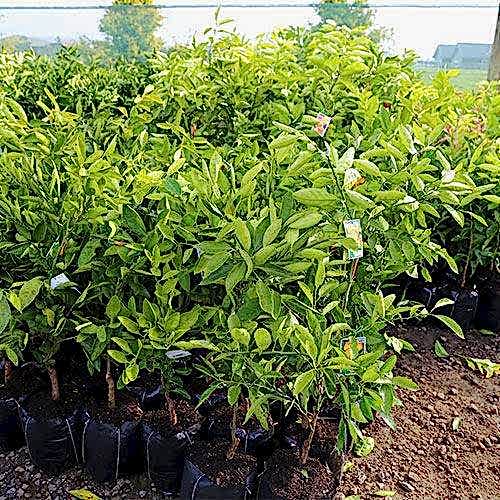 ÜÇLÜ NARENCİYE SETİ - LİMON PORTAKAL MANDALİNA FİDANI