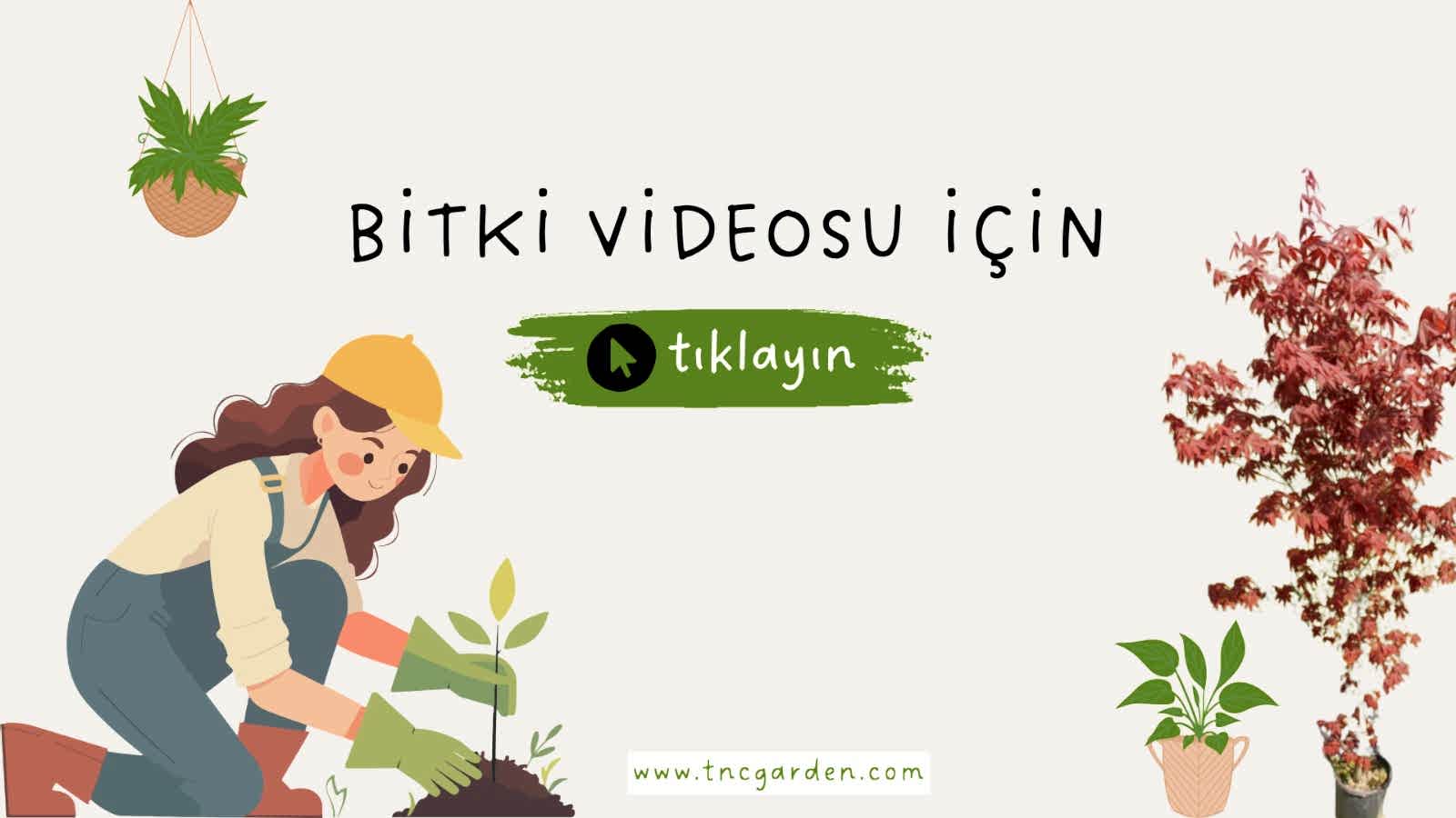 Amasya (Misket) Elma Fidanı 3 Yaş Tüplü ve Aşılı
