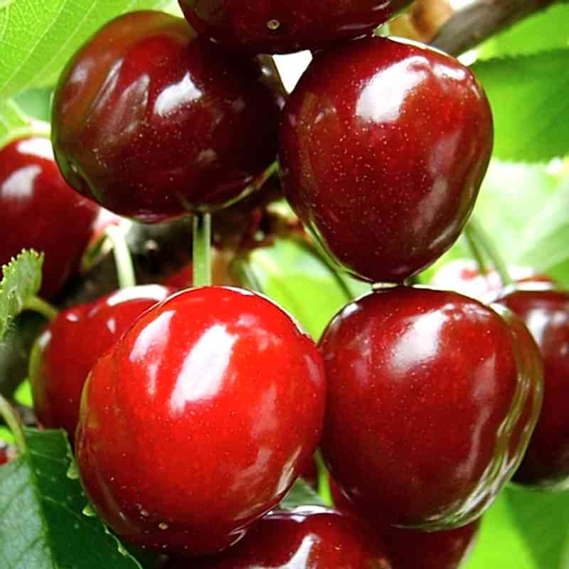 Yarımca (Early Burlat) Kiraz Fidanı 3 Yaş Tüplü ve Aşılı