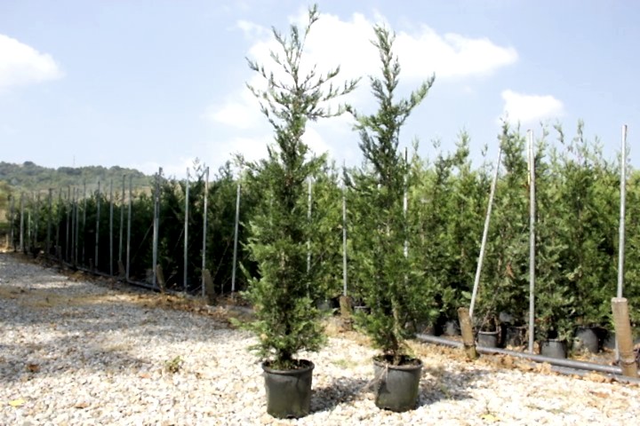 YEŞİL LEYLANDİ - AŞILI ÇİT BİTKİSİ 1-1.5 Metre