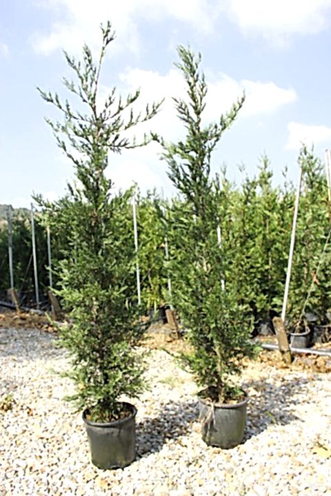YEŞİL LEYLANDİ - AŞILI ÇİT BİTKİSİ 1-1.5 Metre