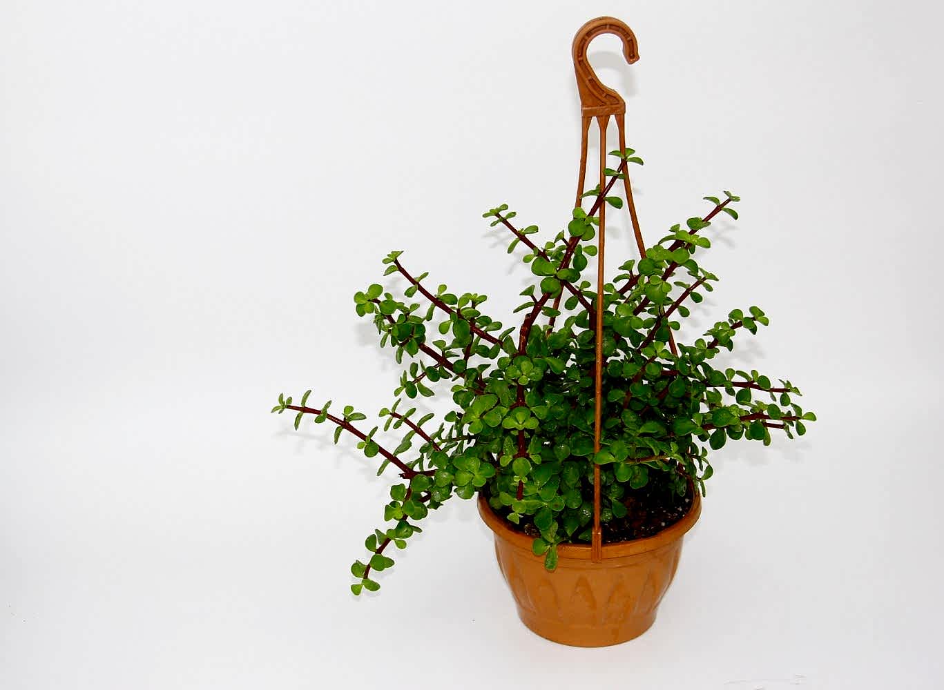 YEŞİM AĞACI Crassula Portulacaria - ASKILI SAKSIDA HEDİYELİK