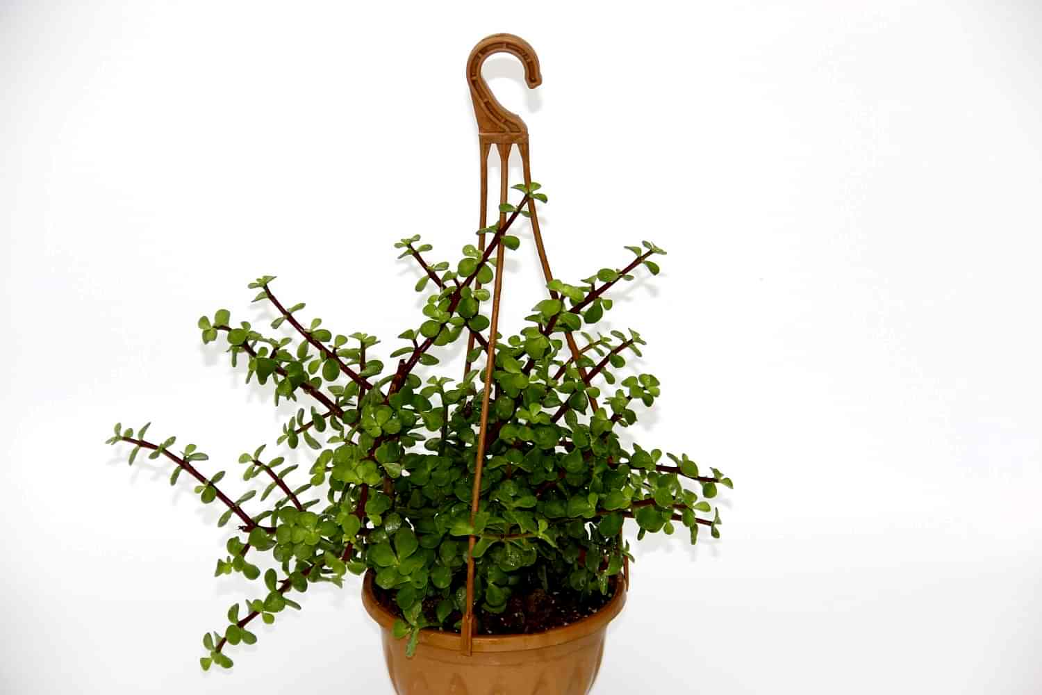 YEŞİM AĞACI Crassula Portulacaria - ASKILI SAKSIDA HEDİYELİK